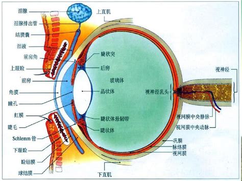 眼睛位置|人類眼睛